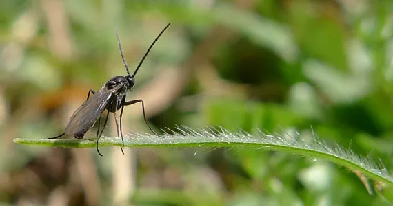 Fungus gnats - Pests & Diseases