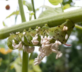 Avispas parasitoides