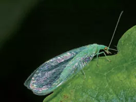 Insectos Beneficiosos: Crisopas Verdes