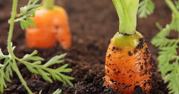 Cultívalo tú mismo: Zanahorias