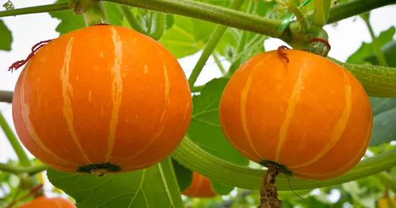 Cultívalo tú mismo: Calabaza